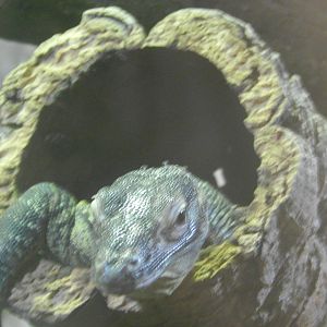 Chester zoo 28.05.2014