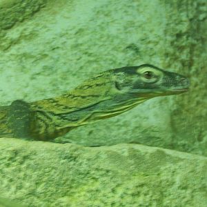 Chester zoo 28.05.2014