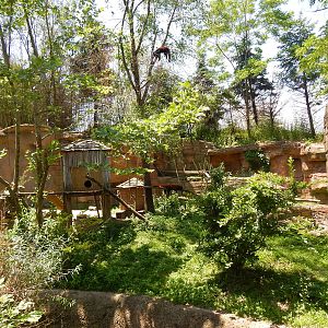 Asia Quest - Red Panda Exhibit