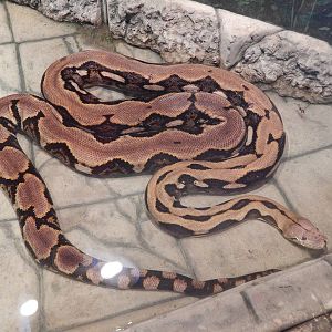 Asia Quest - Reticulated Python
