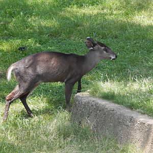 Asia Quest - Tufted Deer
