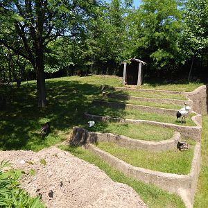 Asia Quest - Red-crowned Crane + Tufted Deer Exhibit