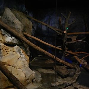 Australia and the Islands - Roadhouse - Bearcat Exhibit