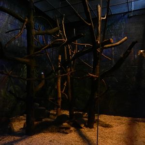 Australia and the Islands - Roadhouse - Brush-tailed Buttong + Prevost's Sq