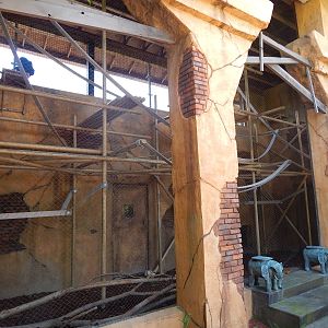 Australia and the Islands - White-handed Gibbon + Siamang Rotational Indoor