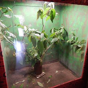 Australia and the Islands - Roadhouse - Jungle Nymph Exhibit