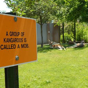 Australia and the Islands - Kangaroo Walk-About Exhibit