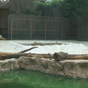 Ecological cushion layer for polar bear