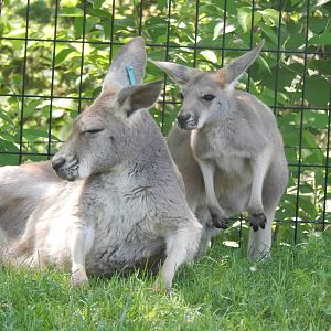 Australia and the Islands - Kangaroo Walk-About - Red Kangaroo + Joey