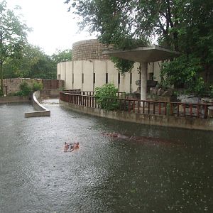 Hippopotamus in the rain