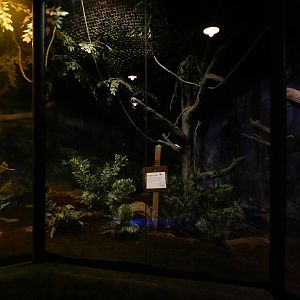 Australia and the Islands - Roadhouse - Brown Kiwi Exhibit