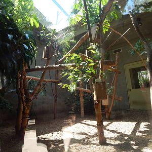 Australia and the Islands - Brush-tailed Buttong + Koala Indoor Exhibit