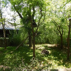 Australia and the Islands - Outdoor Koala Exhibit