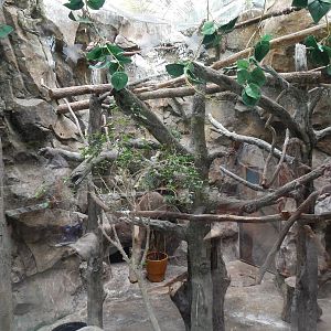 Australia and the Islands - Roahouse Aviary - Laughing Kookaburra Exhibit