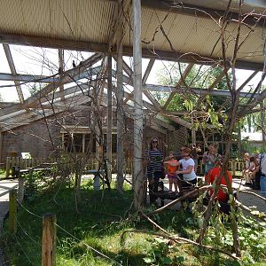 Australia and the Islands - Lorikeet Garden (5 Species)