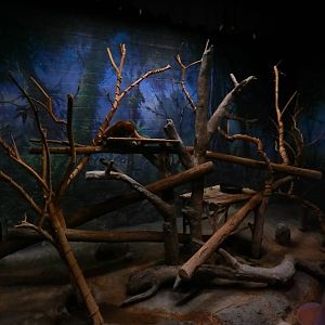 Australia and the Islands - Roadhouse - Matschie's Tree Kangaroo Exhibit