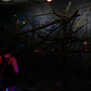 Australia and the Islands - Roadhouse - Indian Crested Porcupine + Pygmy Sl