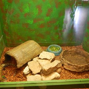 Australia and the Islands - Roadhouse - Blue-tounged Skink Exhibit