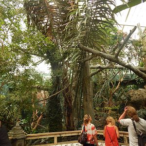 Australia and the Islands - Roadhouse Aviary (23 Species)