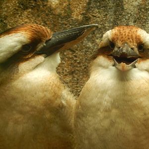 Australia and the Islands - Roadhouse Aviary - Laughing Kookaburras
