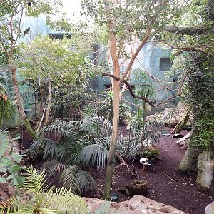 Australia and the Islands - Roadhouse Aviary (23 Species)