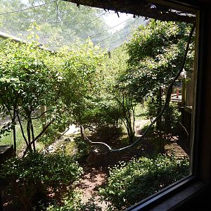 Congo Expedition: African Forest - African Aviary (15 Species)