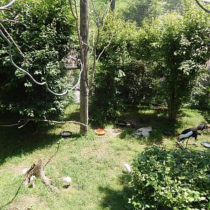 Congo Expedition: African Forest - African Aviary (15 Species)