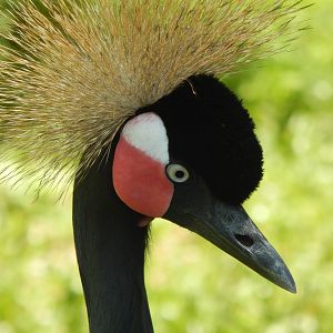 Congo Expedition: African Forest - African Aviary - West African Crowned Cr