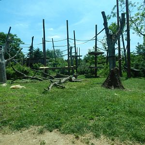 Congo Expedition: African Forest - Bonobo Exhibit