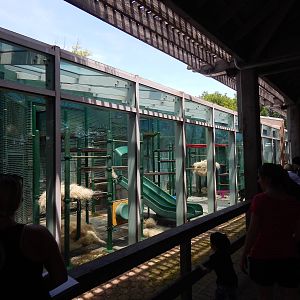 Congo Expedition: African Forest - Bonobo Indoor Area