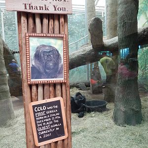 Congo Expedition: African Forest - Colo's Exhibit