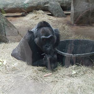 Congo Expedition: African Forest - Colo