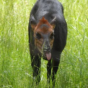 Congo Expedition: African Forest - Black Duiker