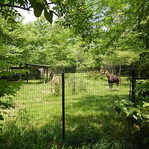 Congo Expedition: African Forest - First Okapi Exhibit