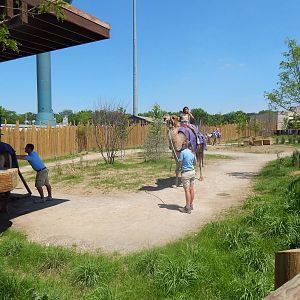 Heart of Africa - Camel Ride Exhibit
