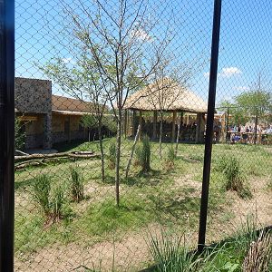 Heart of Africa - Cheetah + Labrador Retriever Exhibit