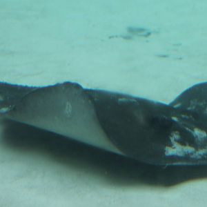 Whiptail stingray