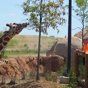 Heart of Africa - Giraffe Shamba - Reticulated Giraffe Feeding