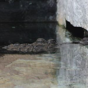 morillet crocodile