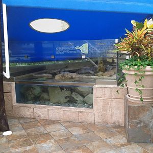 Turtle enclosure