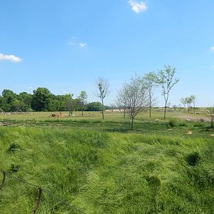 Heart of Africa - African Lion Exhibit + Savanna - Middle Viewing