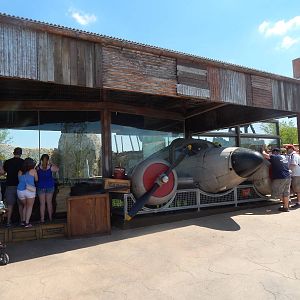 Heart of Africa - African Lion Exhibit - Plane Viewing