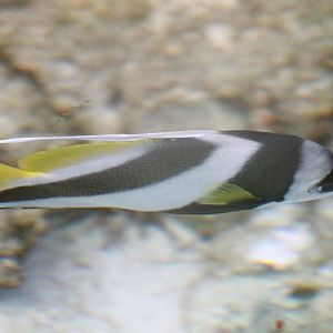 Bannerfish