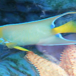 Queen angelfish