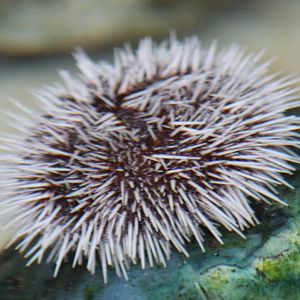 Sea urchin species