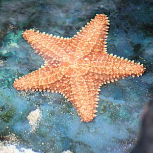 Sea star ID