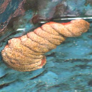 Sea cucumber species ?