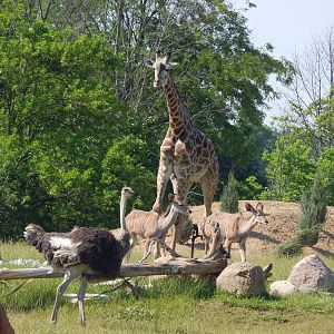 Heart of Africa - Savanna - Giraffe + Ostriches + Greater Kudu + Grey Crown