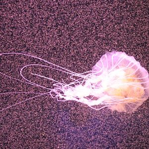Jellyfish species
