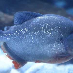 Piranha